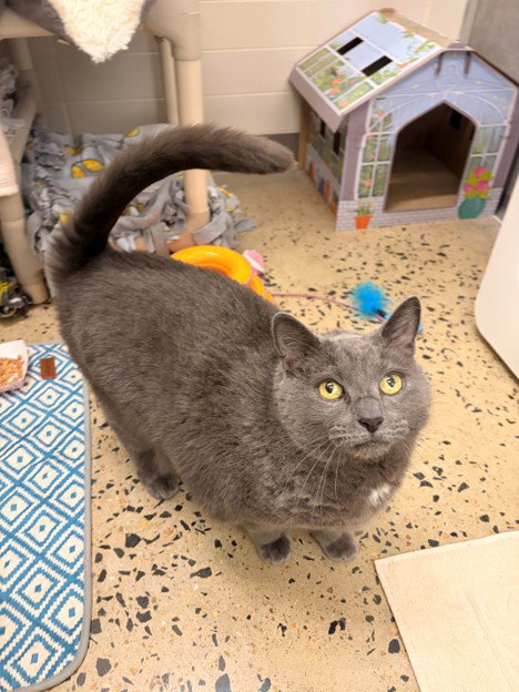 SMOKEY, Senior Domestic Short Hair (medium coat), cat for adoption in Hagerstown, Maryland