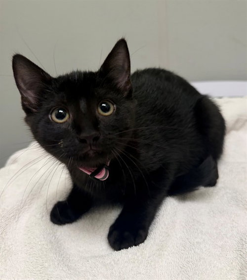 FANTA, Baby Domestic Short Hair (medium coat), cat for adoption in Manassas, Virginia