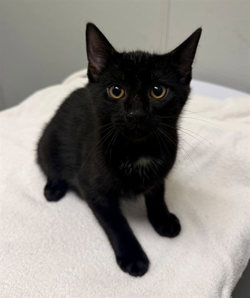 PEPSI, Baby Domestic Short Hair (medium coat), cat for adoption in Manassas, Virginia