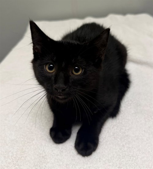 SPRITE, Baby Domestic Short Hair (medium coat), cat for adoption in Manassas, Virginia