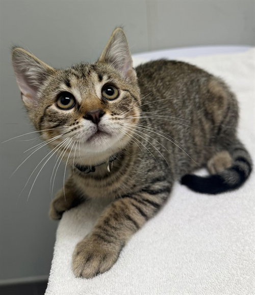 DR. PEPPER, Baby Domestic Short Hair (medium coat), cat for adoption in Manassas, Virginia