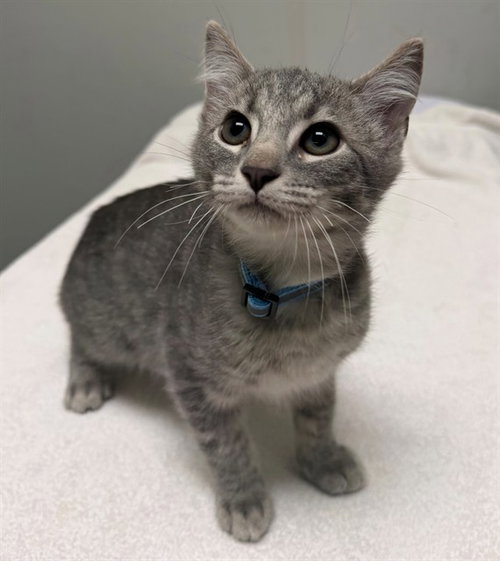 MOUNTAIN DEW, Baby Domestic Short Hair (medium coat), cat for adoption in Manassas, Virginia