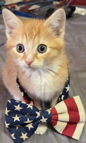 FINN, Baby Domestic Short Hair (medium coat), cat for adoption in Manassas, Virginia