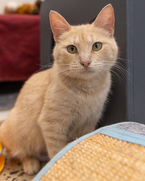 Cheddar