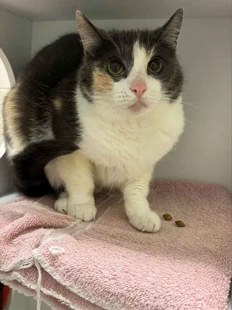 Gray - Domestic Short Hair
