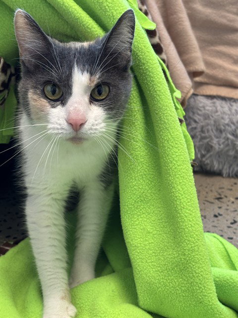 picture of the cat needing adoption