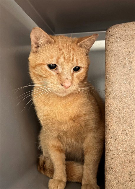 SHERBERT, an adoptable Domestic Short Hair in Waterford, VA