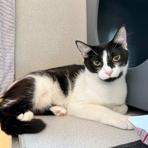 COD, an adoptable Domestic Short Hair in Waterford, VA