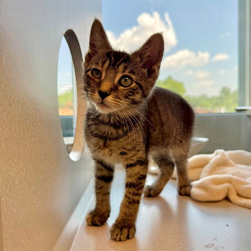 GINGER, an adoptable Domestic Short Hair in Waterford, VA