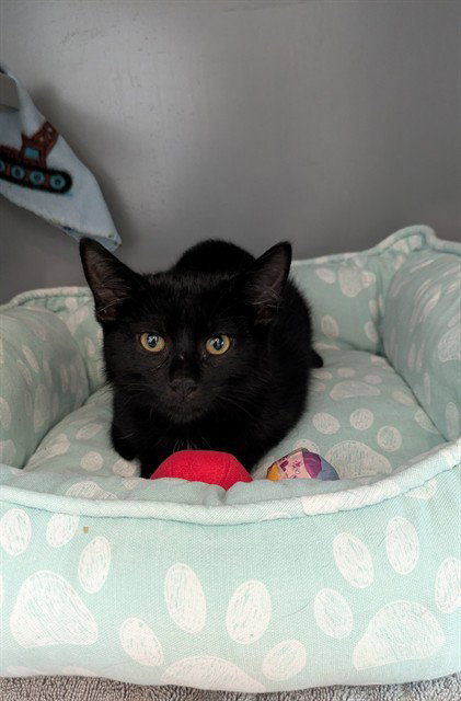 LADYBUG, an adoptable Domestic Short Hair in Waterford, VA