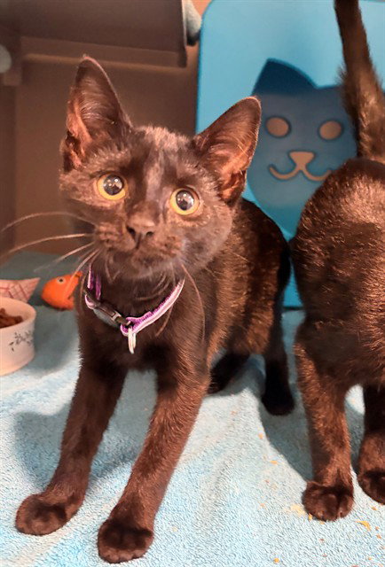 MIDNIGHT, an adoptable Domestic Short Hair in Waterford, VA