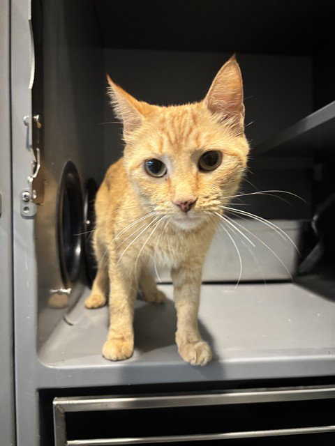 FRACK, an adoptable Domestic Short Hair in Waterford, VA