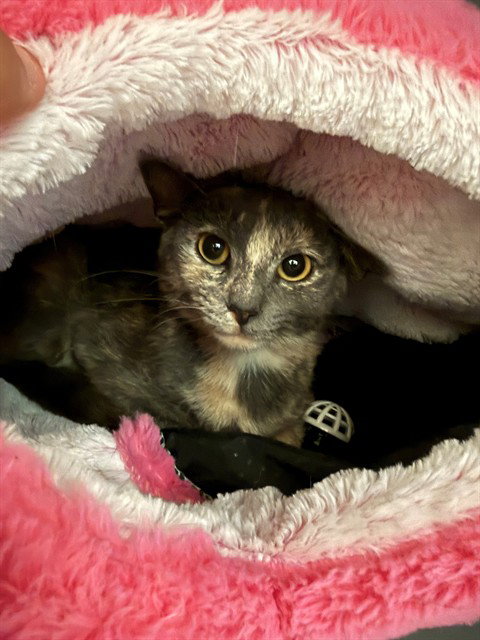 PISTACHIO, an adoptable Domestic Short Hair in Waterford, VA