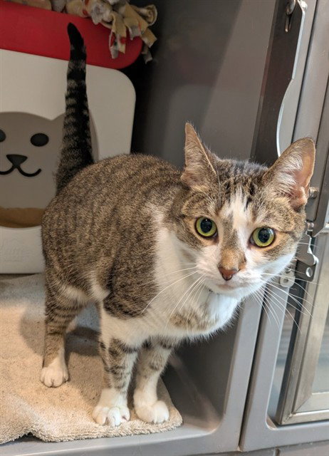 LUCY, an adoptable Domestic Short Hair in Waterford, VA