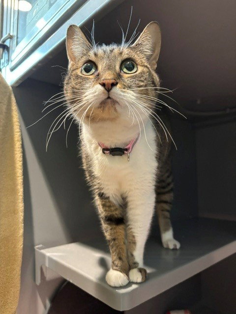 EMMA, an adoptable Domestic Short Hair in Waterford, VA