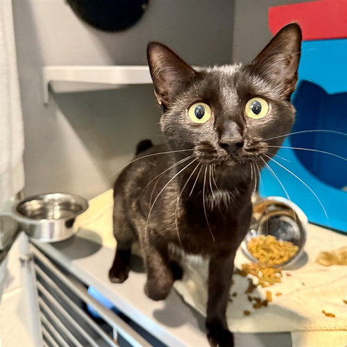 WEDNESDAY, an adoptable Domestic Short Hair in Waterford, VA