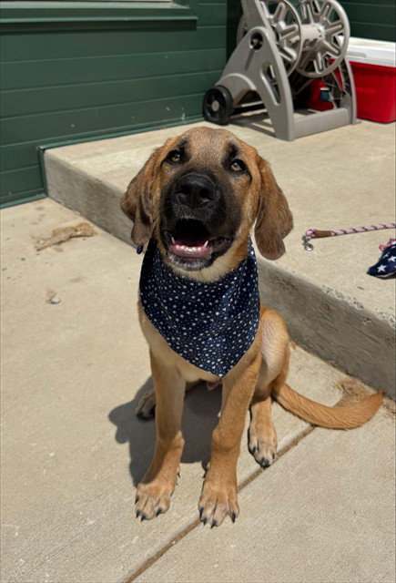DENNYS, an adoptable Labrador Retriever in Waterford, VA