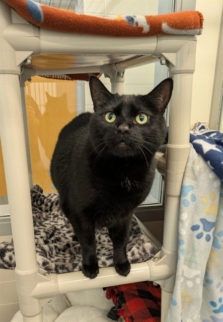 BRUNO, an adoptable Domestic Short Hair in Waterford, VA