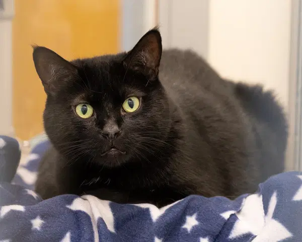 Bruno - Domestic Short Hair