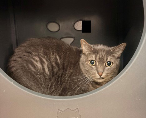 TIGER, an adoptable Domestic Short Hair in Waterford, VA