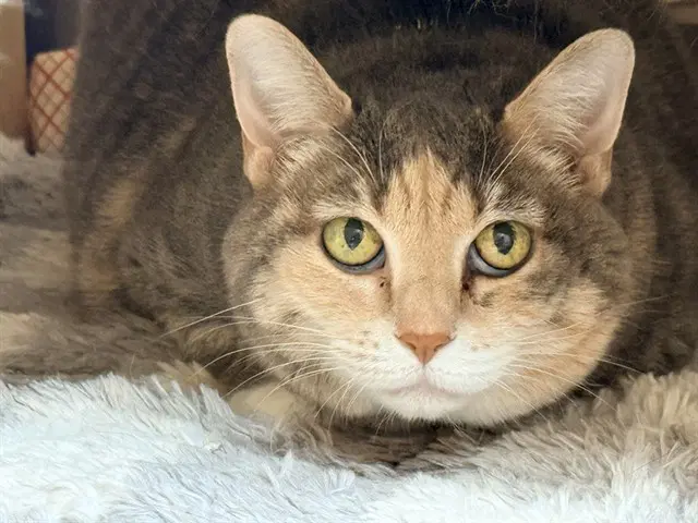 Gigi - Domestic Short Hair