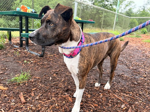 picture of the dog needing adoption