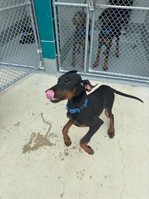 ROMA, an adoptable Doberman Pinscher in Waterford, VA