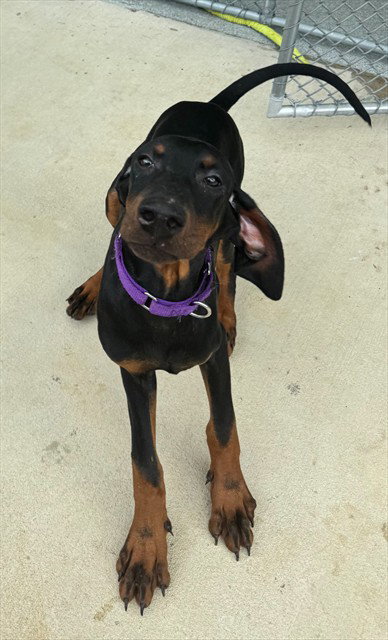 BEEFSTEAK, an adoptable Doberman Pinscher in Waterford, VA