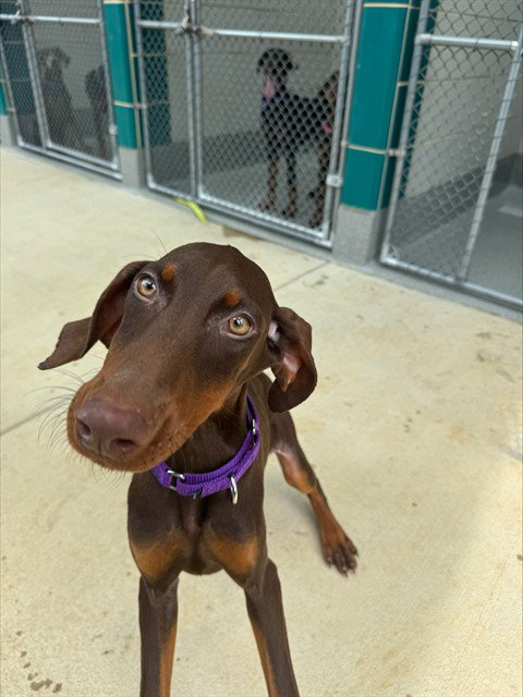 GRAPE, an adoptable Doberman Pinscher in Waterford, VA