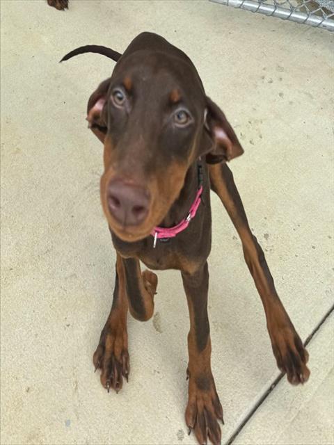CAMPARI, an adoptable Doberman Pinscher in Waterford, VA