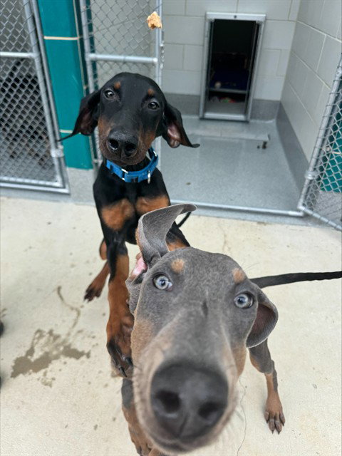 GREEN, an adoptable Doberman Pinscher in Waterford, VA