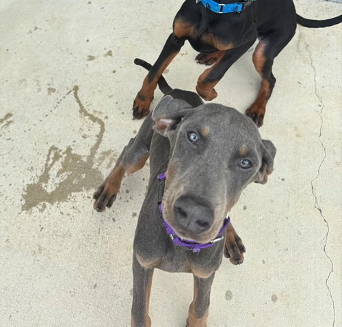 PEAR, an adoptable Doberman Pinscher in Waterford, VA