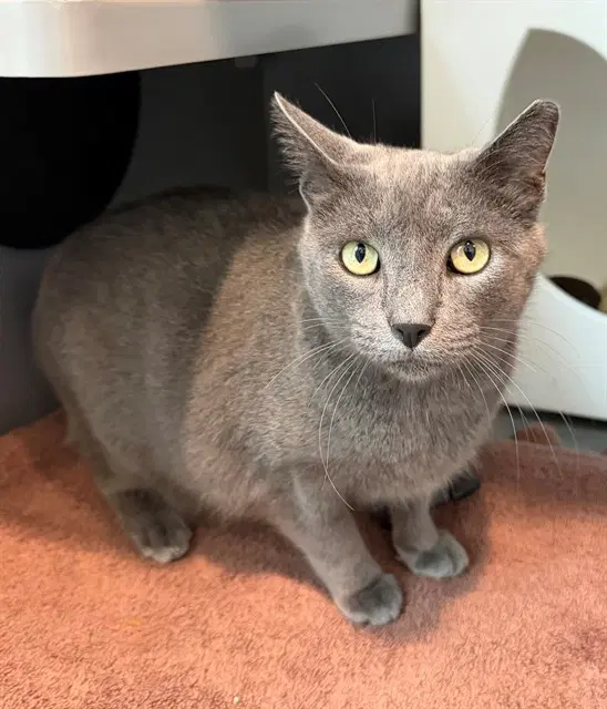 Donut - Domestic Short Hair