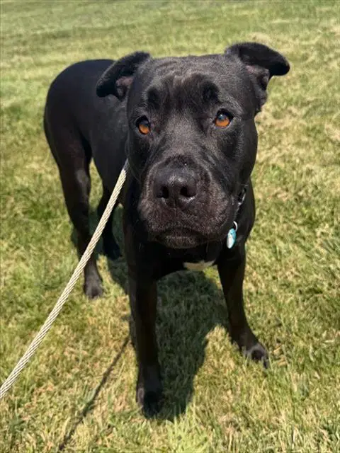 Rumi - Pit Bull Terrier
