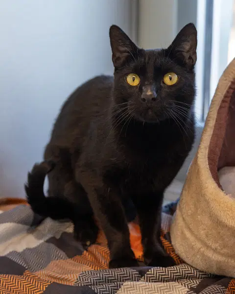 Max - Domestic Short Hair