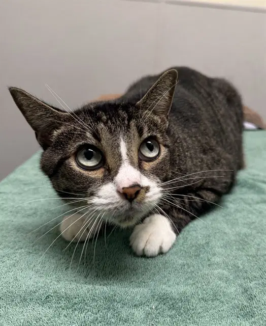 Basil - Domestic Short Hair