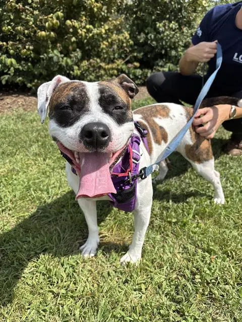 Nezuko - Pit Bull Terrier