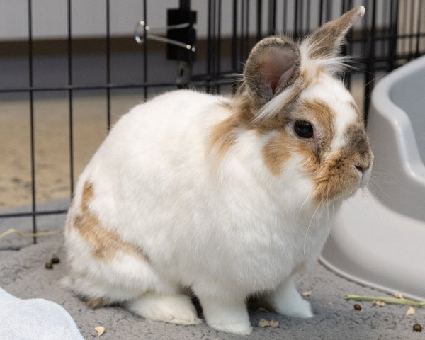 BIBBLE, rabbit