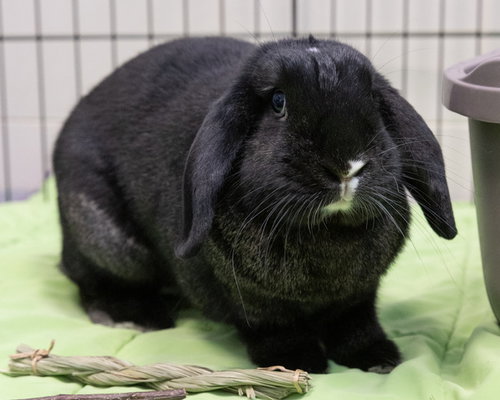 SPARKIE, a rabbit for adoption from Loudoun County Animal Care & Control