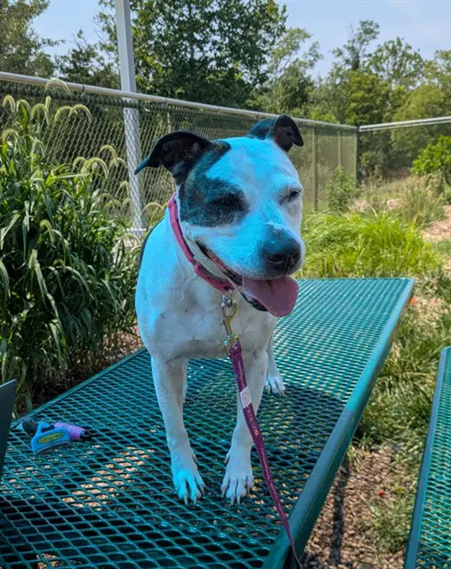 Buckets - Pit Bull Terrier