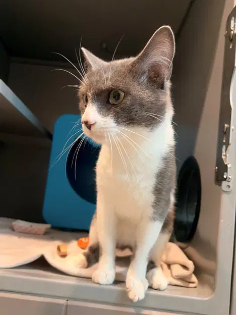 Aries - Domestic Short Hair