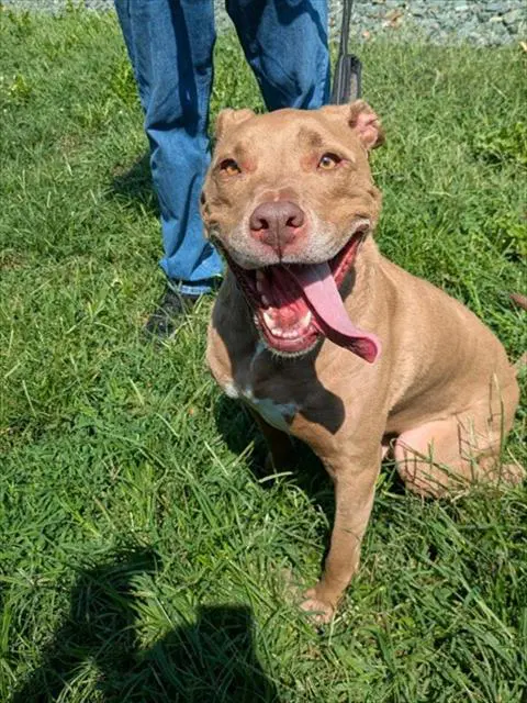 Patrick Henry - Pit Bull Terrier