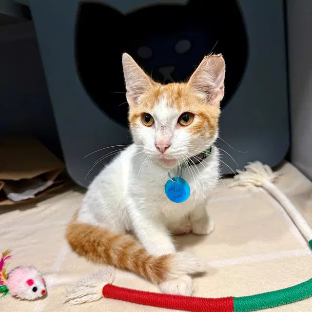 Jake - Domestic Short Hair