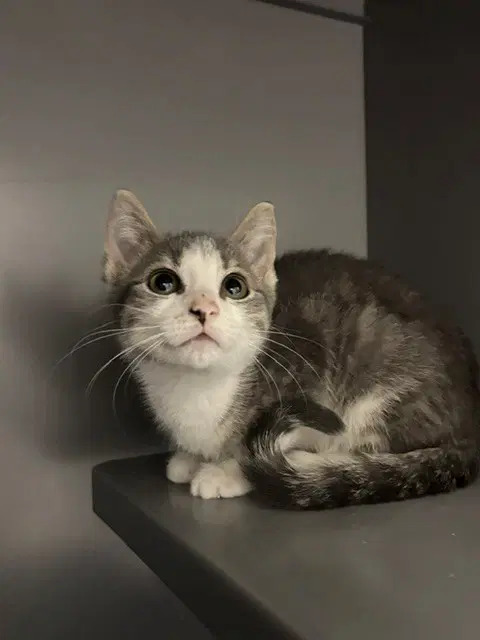 Pepper - Domestic Short Hair
