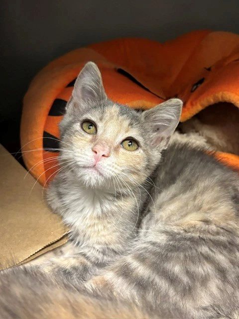 Pumpkin