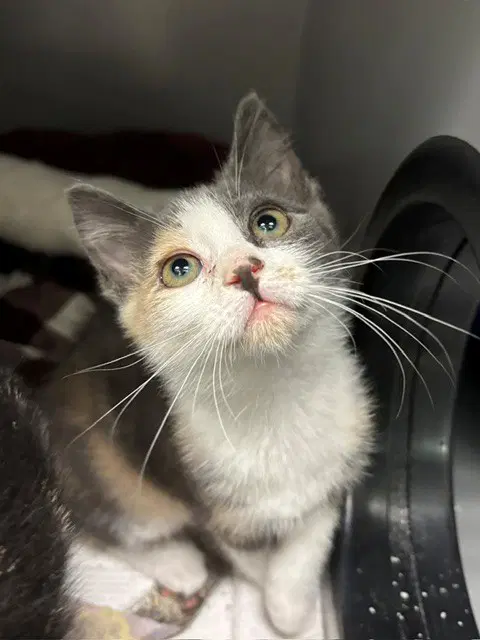Peanut - Domestic Short Hair