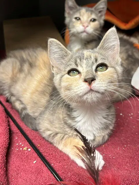 Pickle - Domestic Short Hair