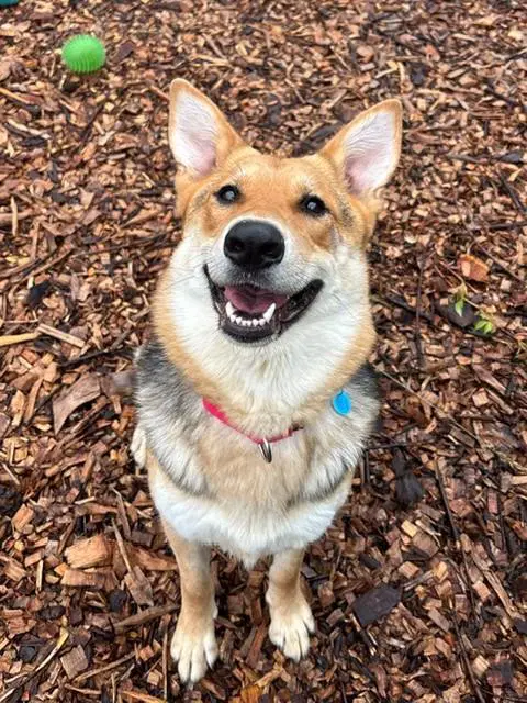Haley - German Shepherd Dog