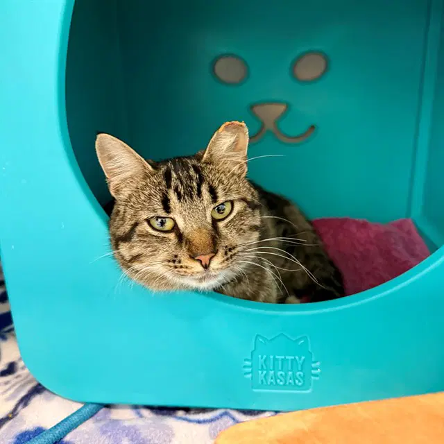 Russell - Domestic Short Hair