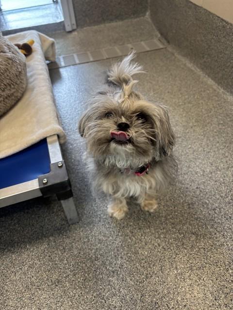 picture of the dog needing adoption